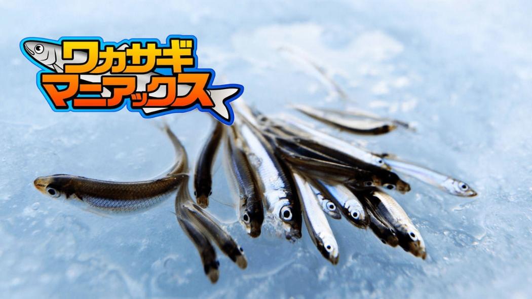 ワカサギマニアックス