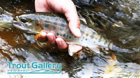 Trout Gallery